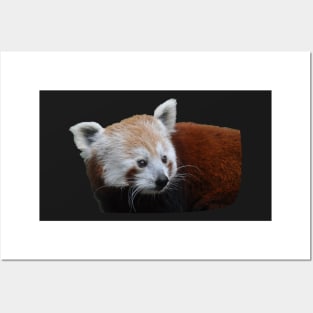 Cute Red bear- panda Posters and Art